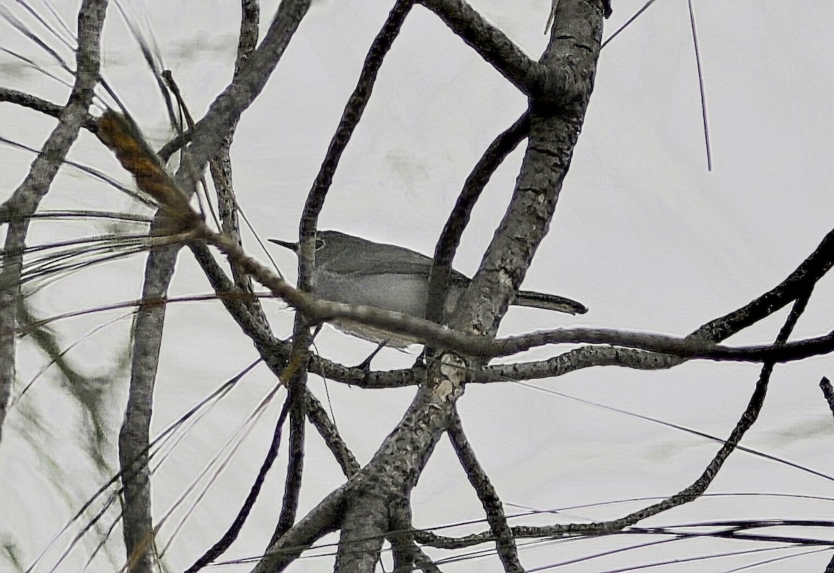 Blue-gray Gnatcatcher - ML642658507