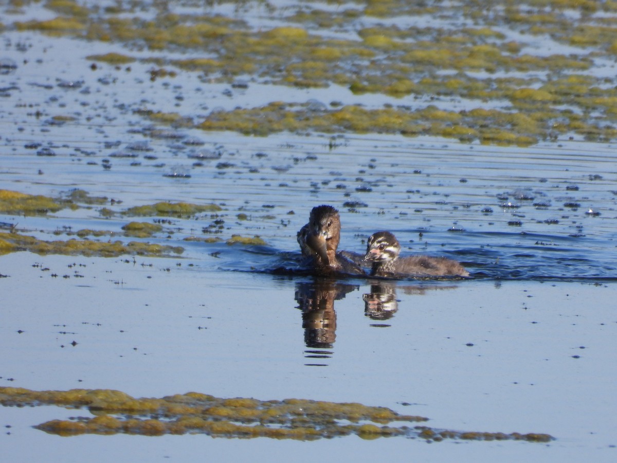 Pied-billed Grebe - ML642658510