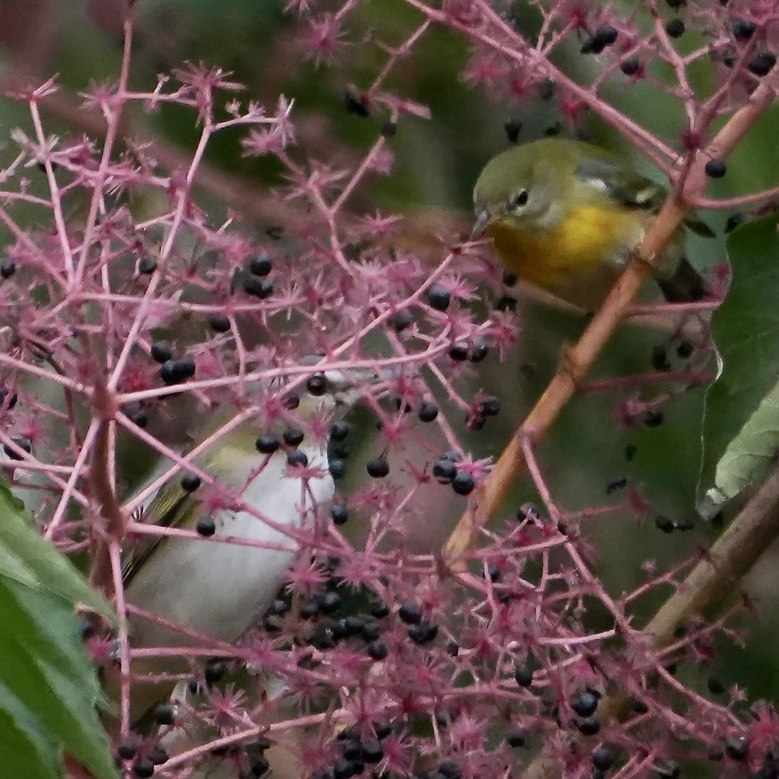 Northern Parula - ML642658518