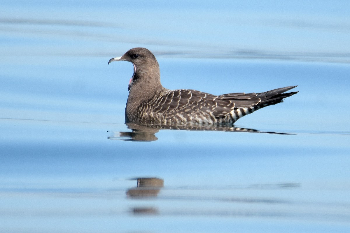 Long-tailed Jaeger - ML642658522