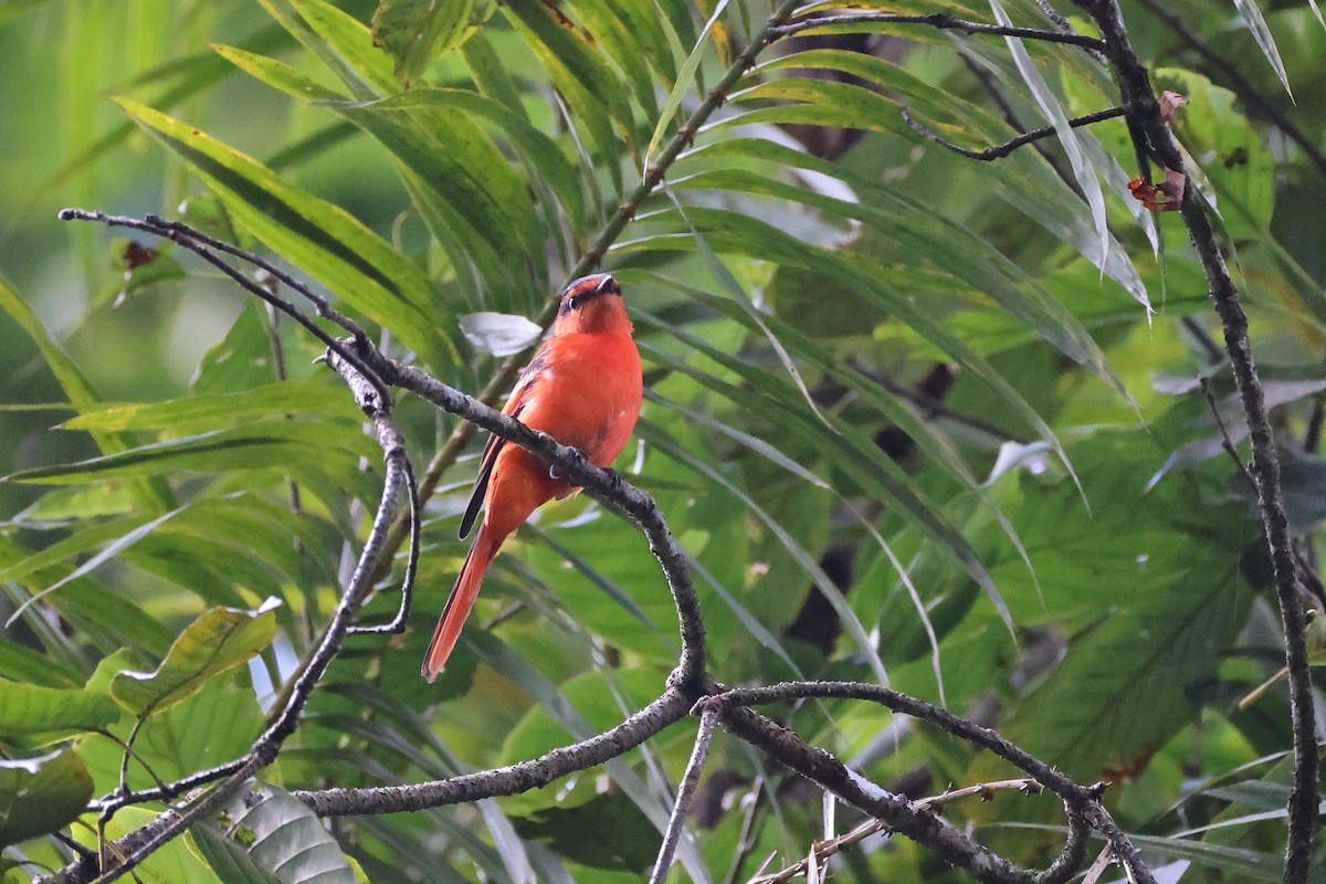 Sunda Minivet - ML642658541