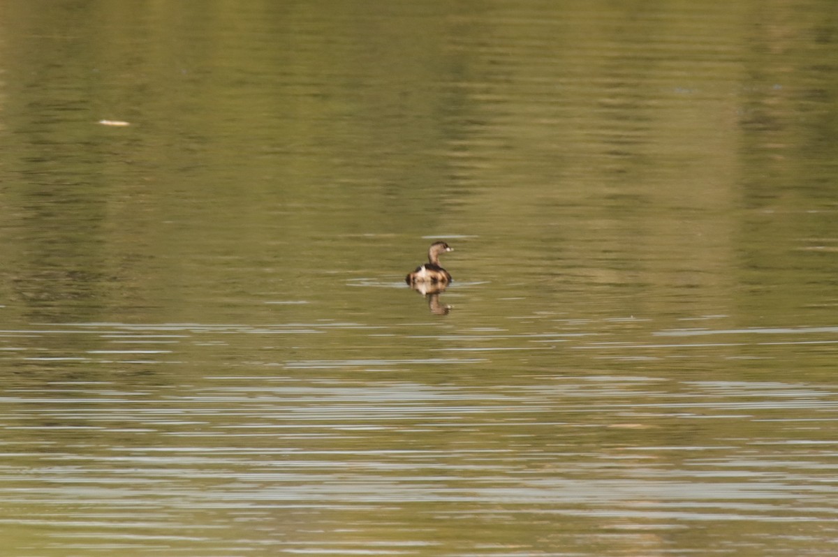 Pied-billed Grebe - ML642658547