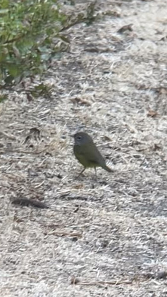 MacGillivray's Warbler - ML642658552