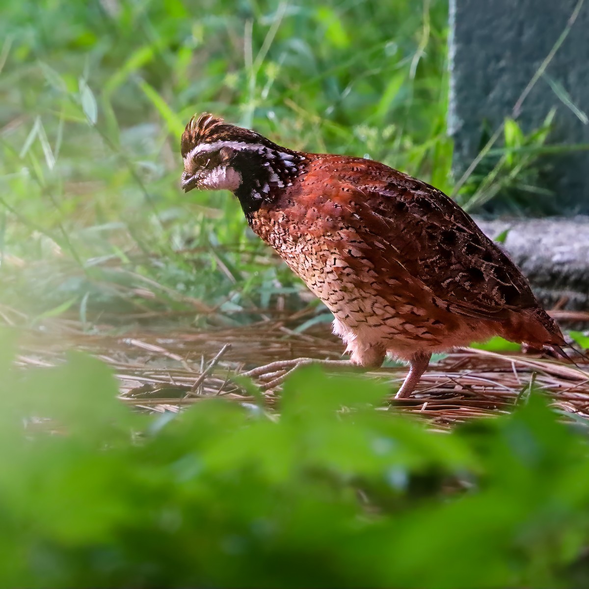 Northern Bobwhite - ML642658562