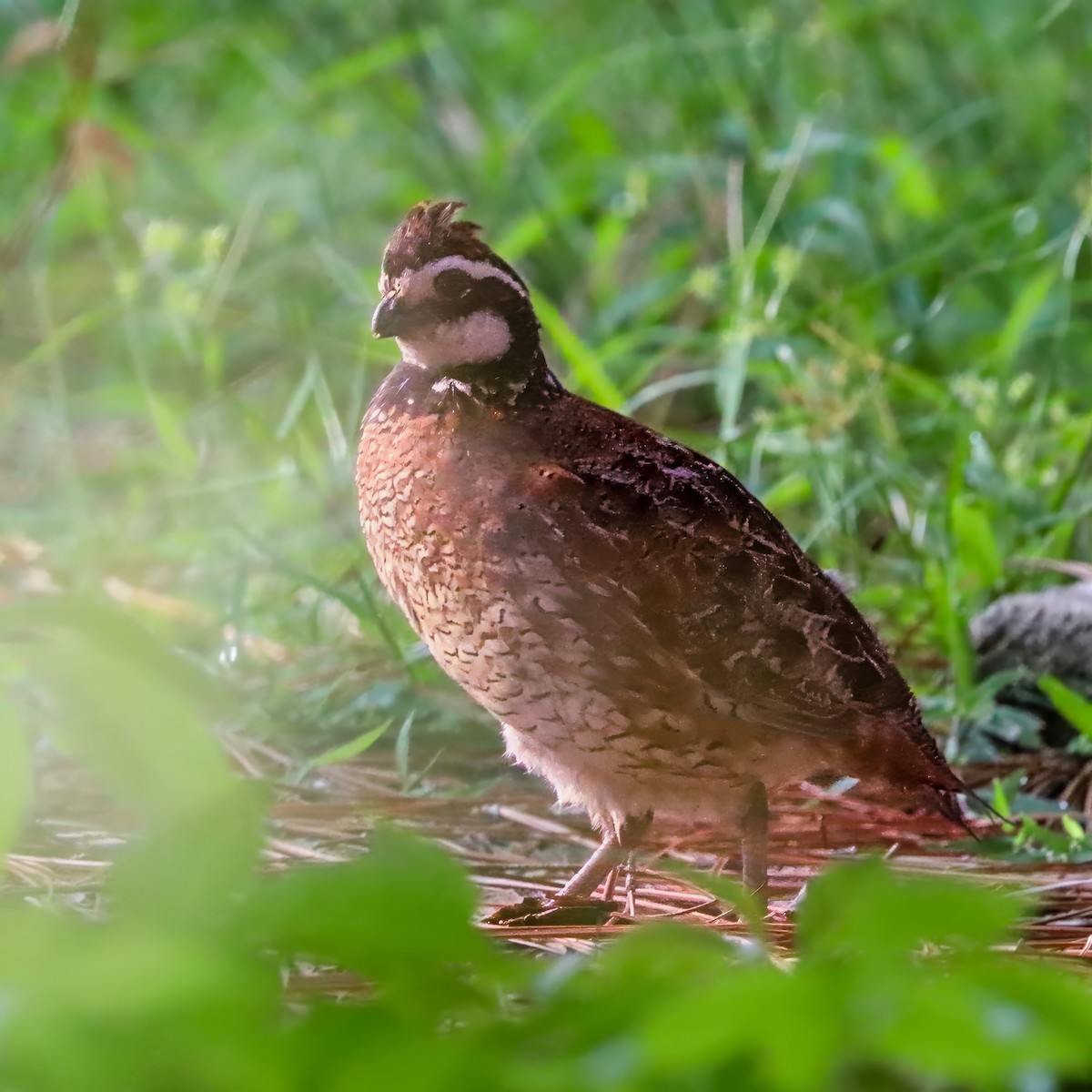 Northern Bobwhite - ML642658563