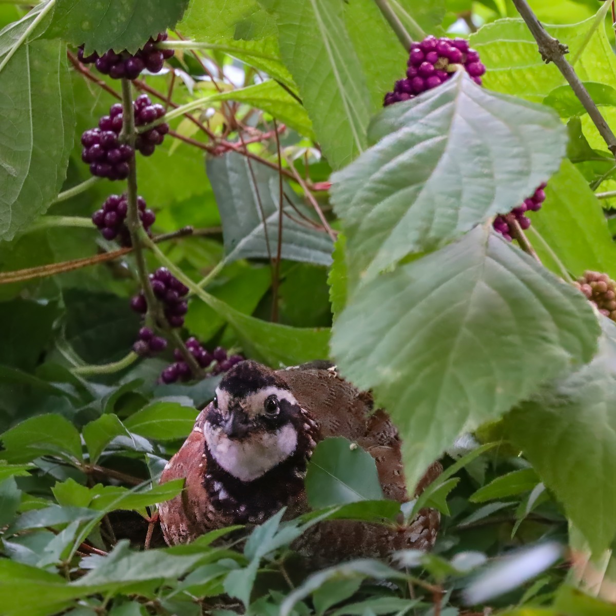 Northern Bobwhite - ML642658564