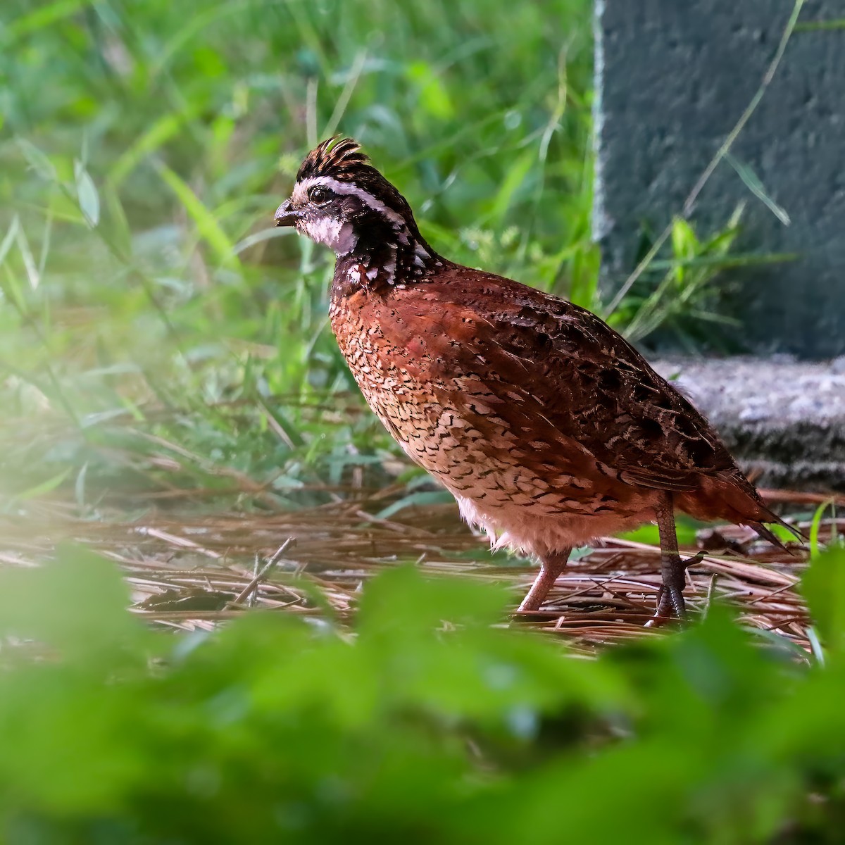 Northern Bobwhite - ML642658565
