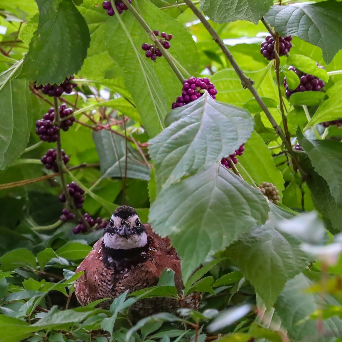 Northern Bobwhite - ML642658566