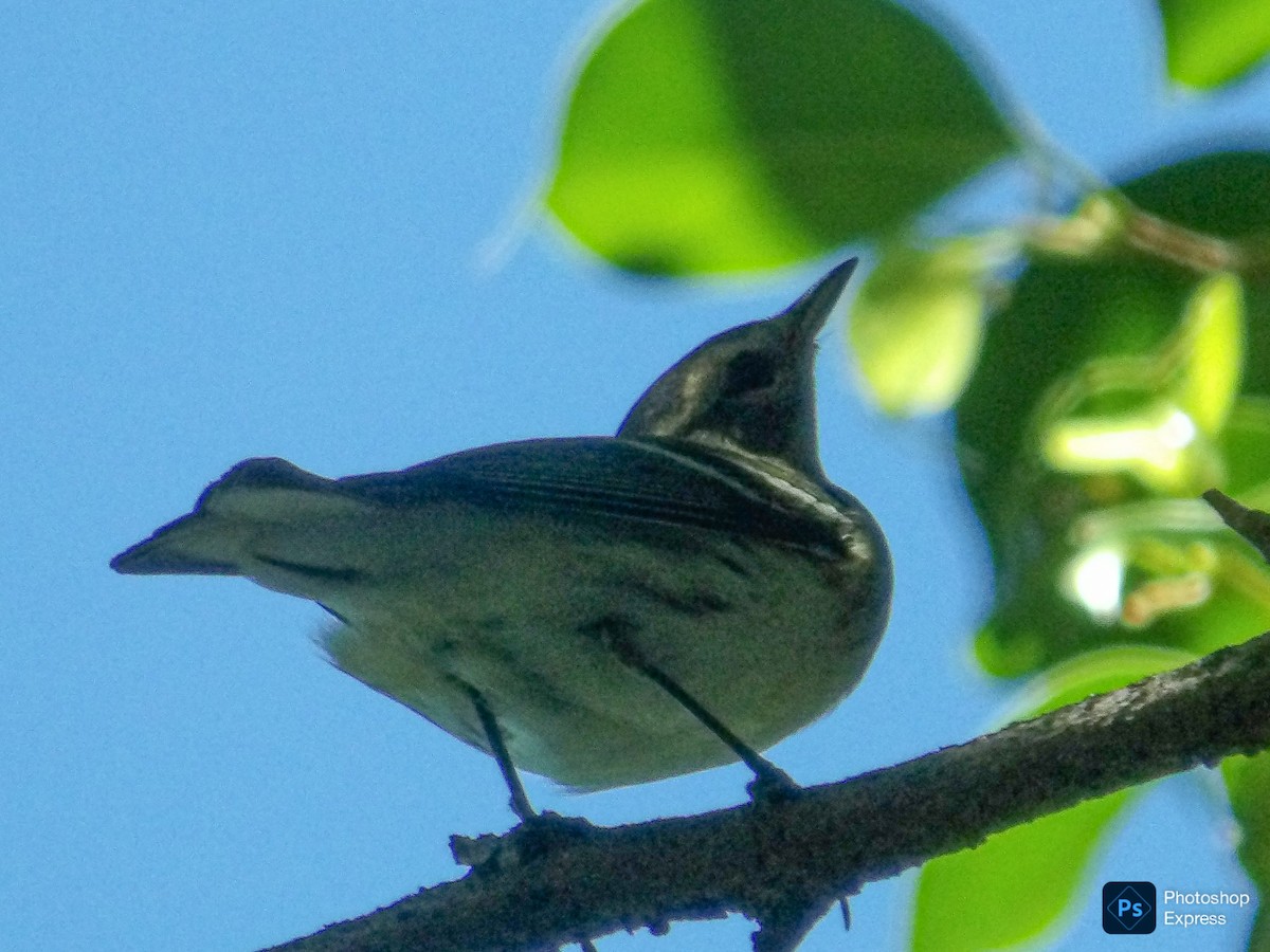 Blackburnian Warbler - ML642658569