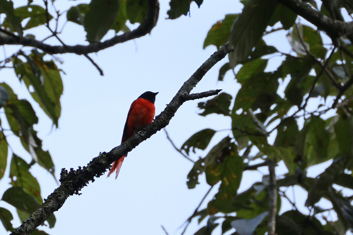 Sunda Minivet - ML642658580