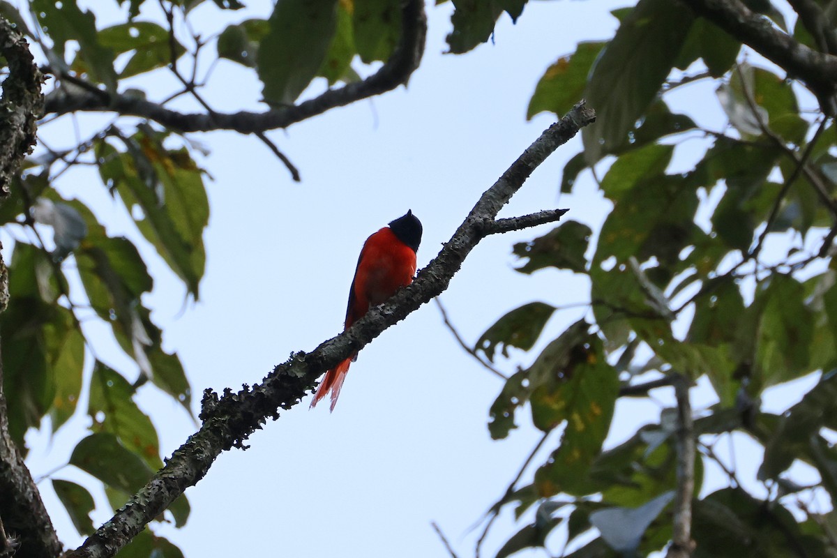 Sunda Minivet - ML642658581