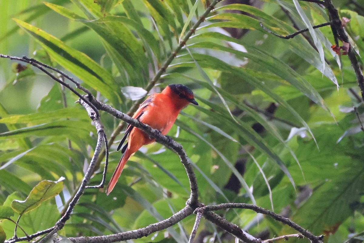 Sunda Minivet - ML642658582