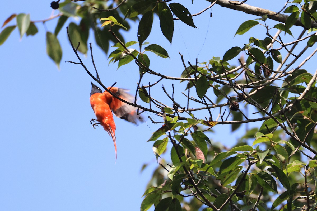 Sunda Minivet - ML642658583