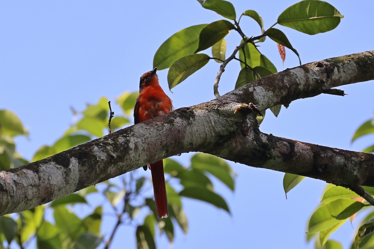 Sunda Minivet - ML642658584