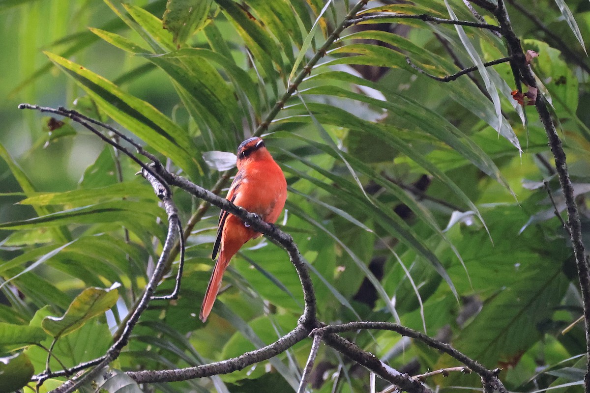 Sunda Minivet - ML642658585