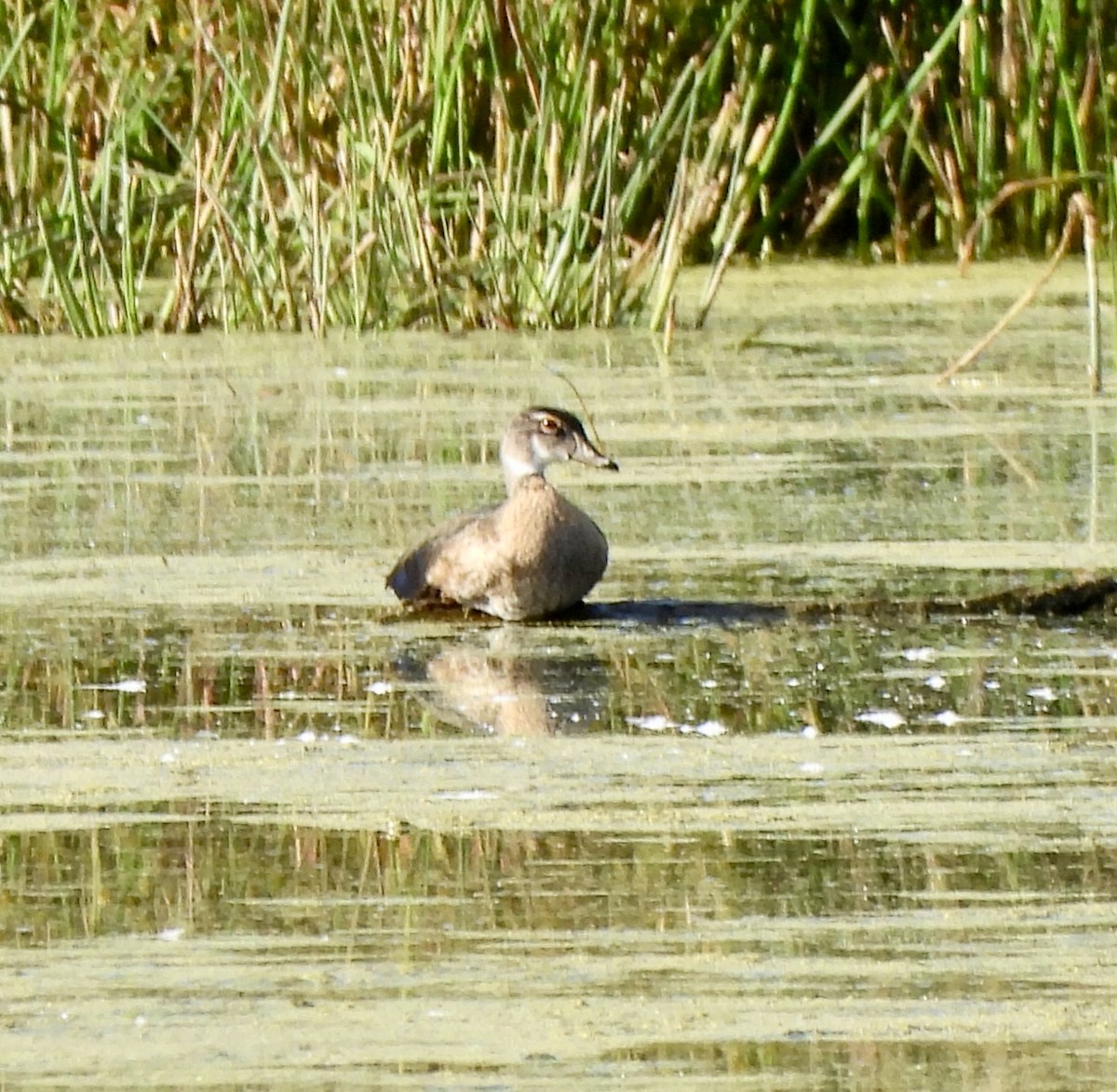 Wood Duck - ML642658586