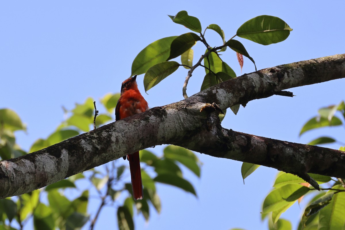 Sunda Minivet - ML642658587