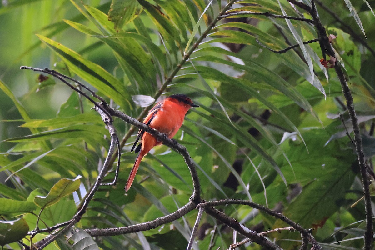 Sunda Minivet - ML642658588