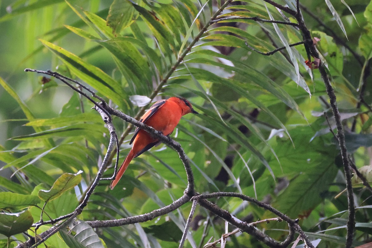 Sunda Minivet - ML642658589