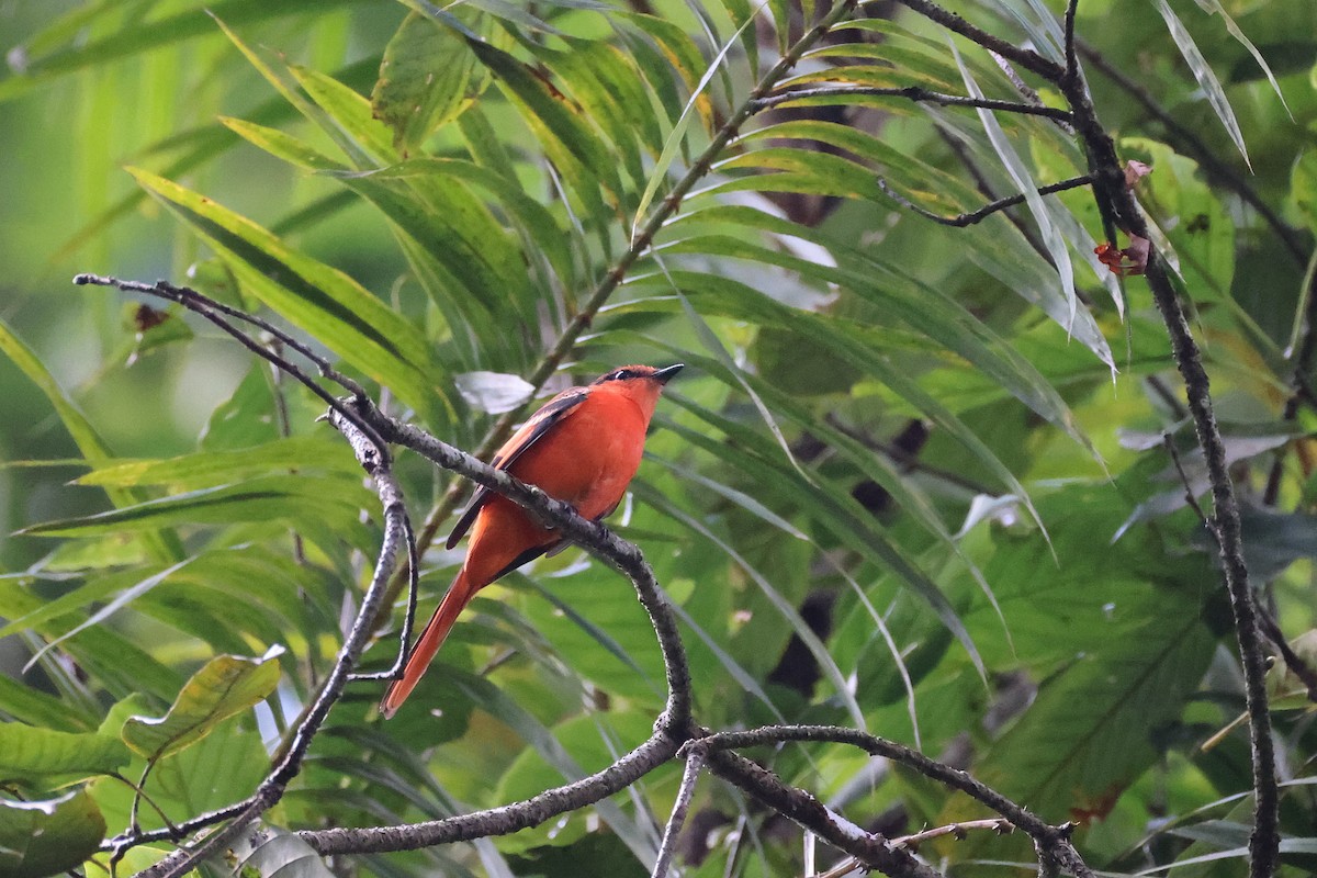 Sunda Minivet - ML642658590