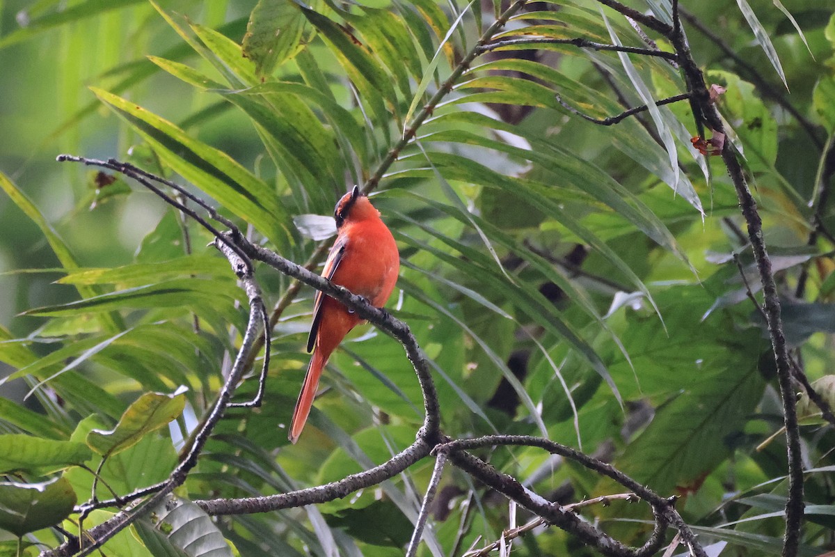 Sunda Minivet - ML642658592