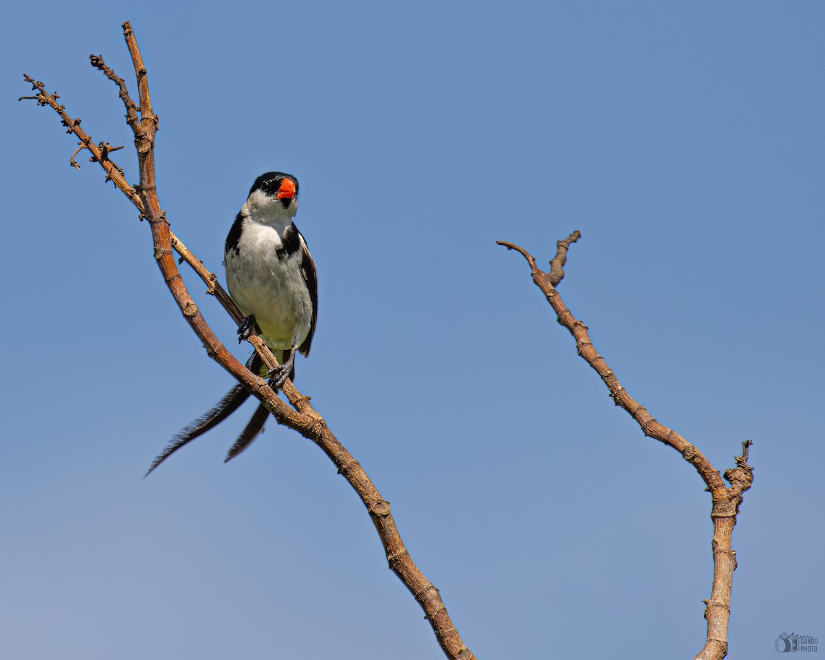 Pin-tailed Whydah - ML642658595