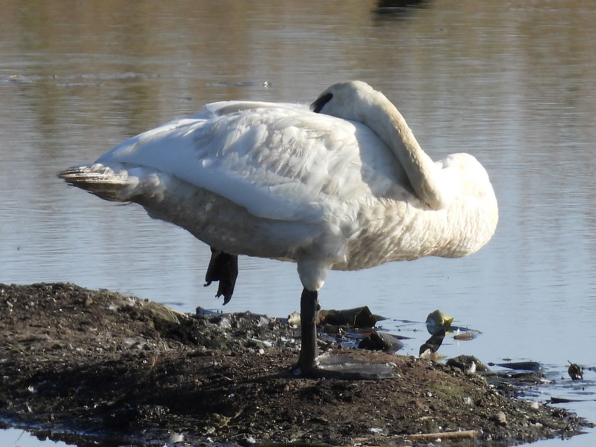 Trumpeter Swan - ML642658597