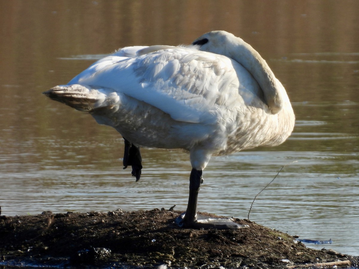 Trumpeter Swan - ML642658599