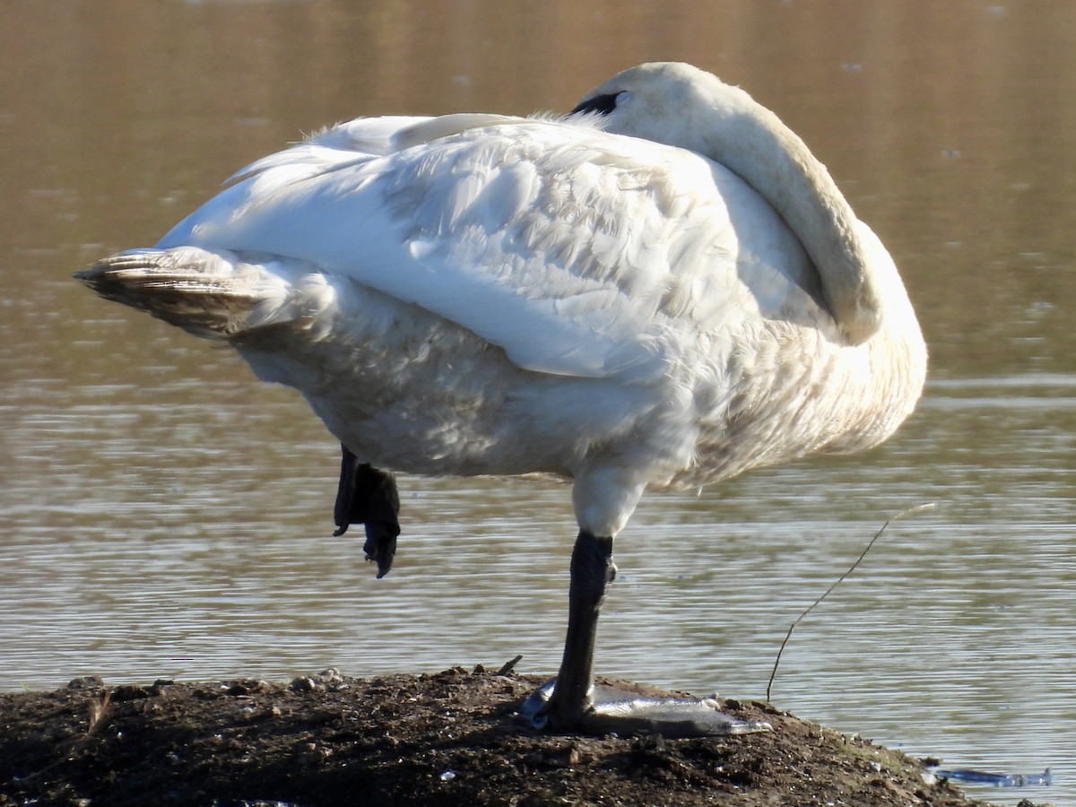 Trumpeter Swan - ML642658600