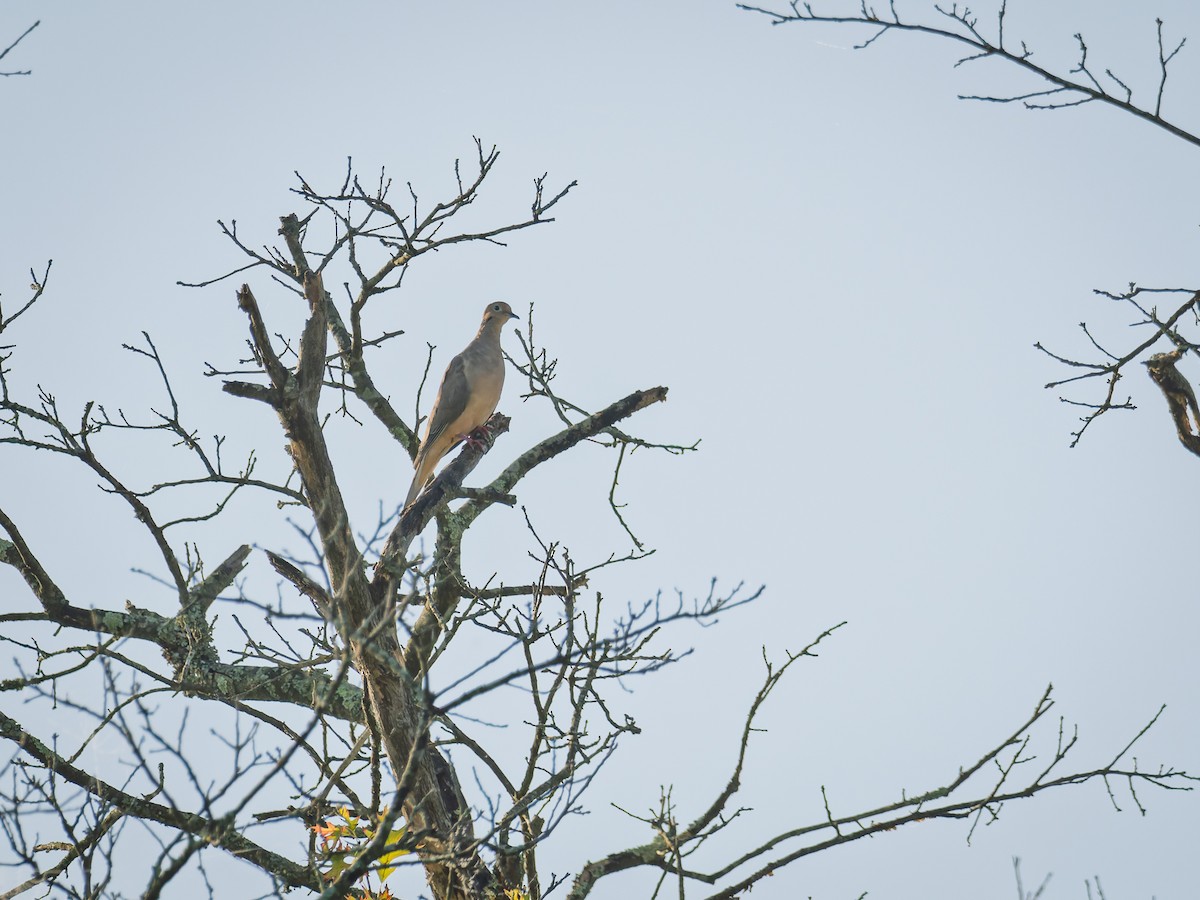 Mourning Dove - ML642658611