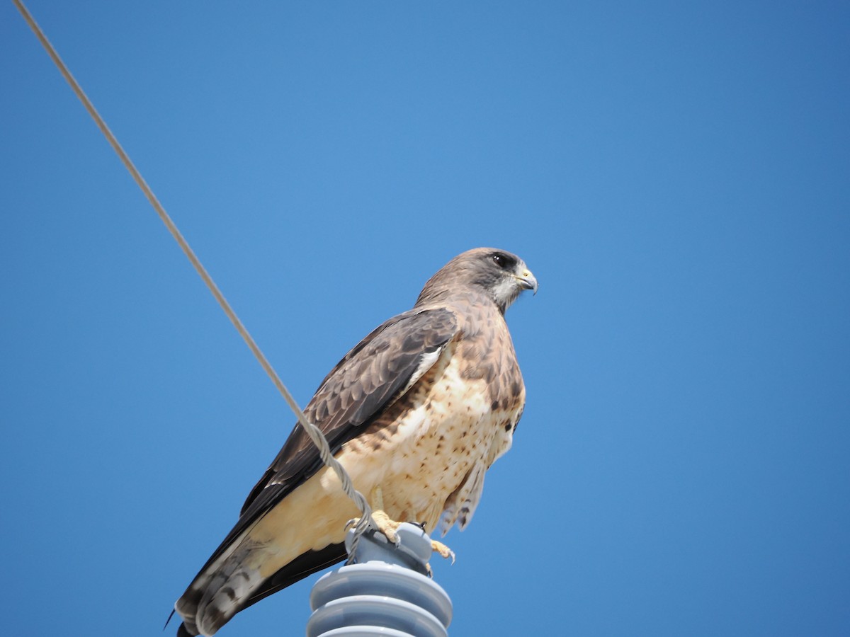 Swainson's Hawk - ML642658619