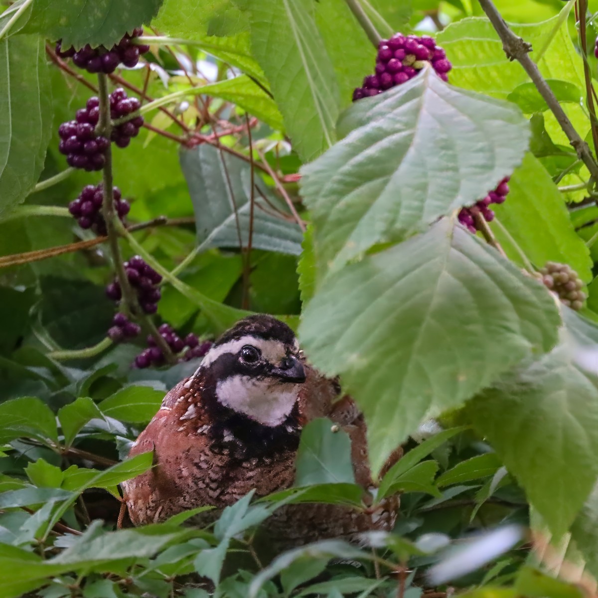 Northern Bobwhite - ML642658620