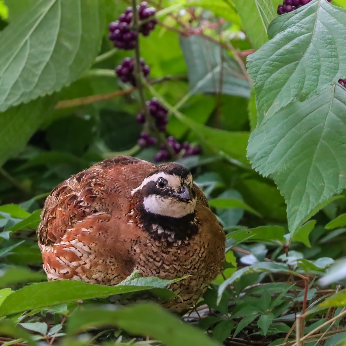 Northern Bobwhite - ML642658621