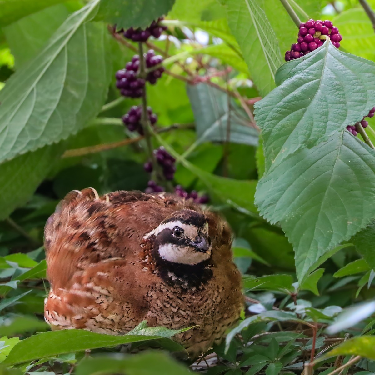 Northern Bobwhite - ML642658622