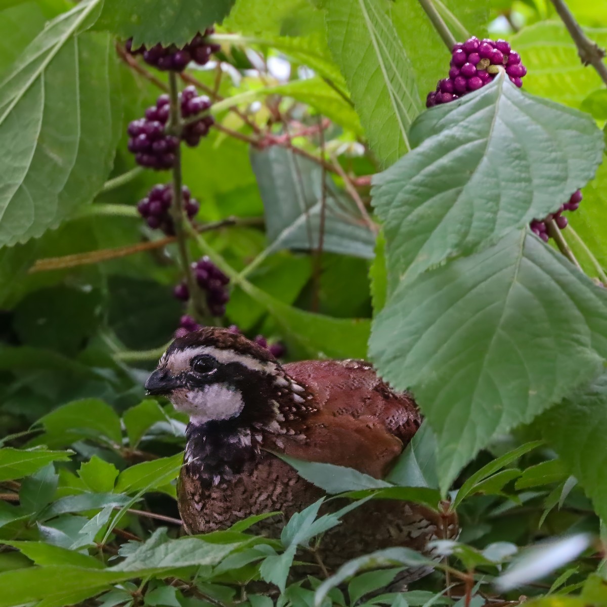 Northern Bobwhite - ML642658623