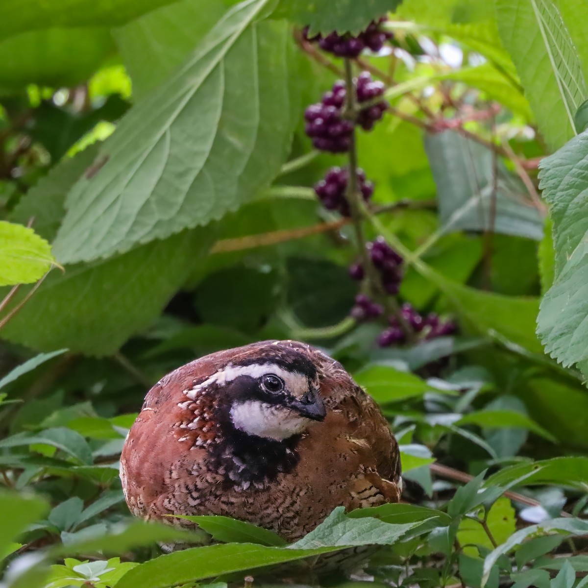 Northern Bobwhite - ML642658624