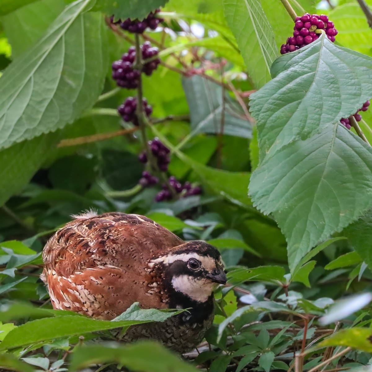 Northern Bobwhite - ML642658626