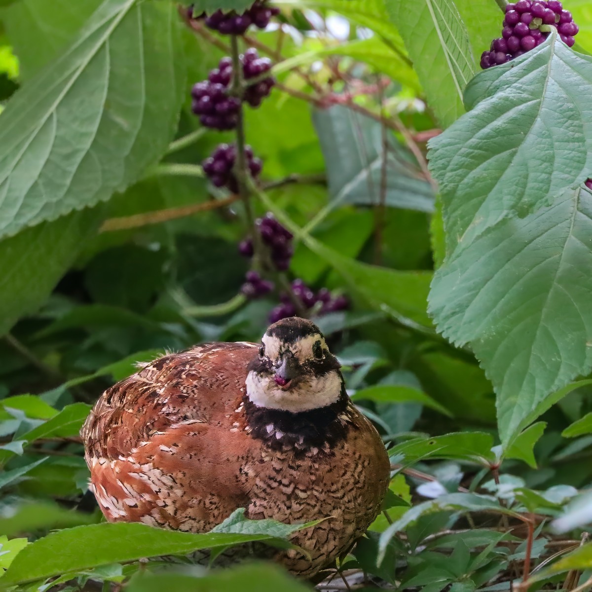 Northern Bobwhite - ML642658627