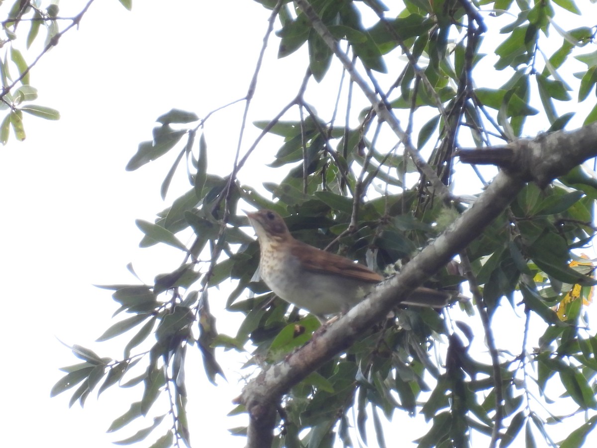 Veery - ML642658652