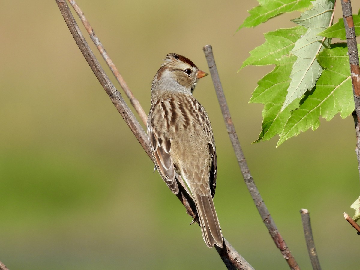 White-crowned Sparrow - ML642658666