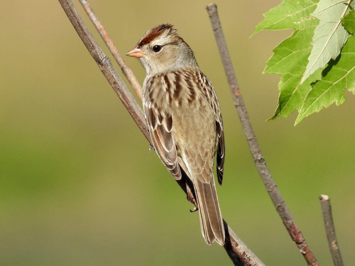 White-crowned Sparrow - ML642658667