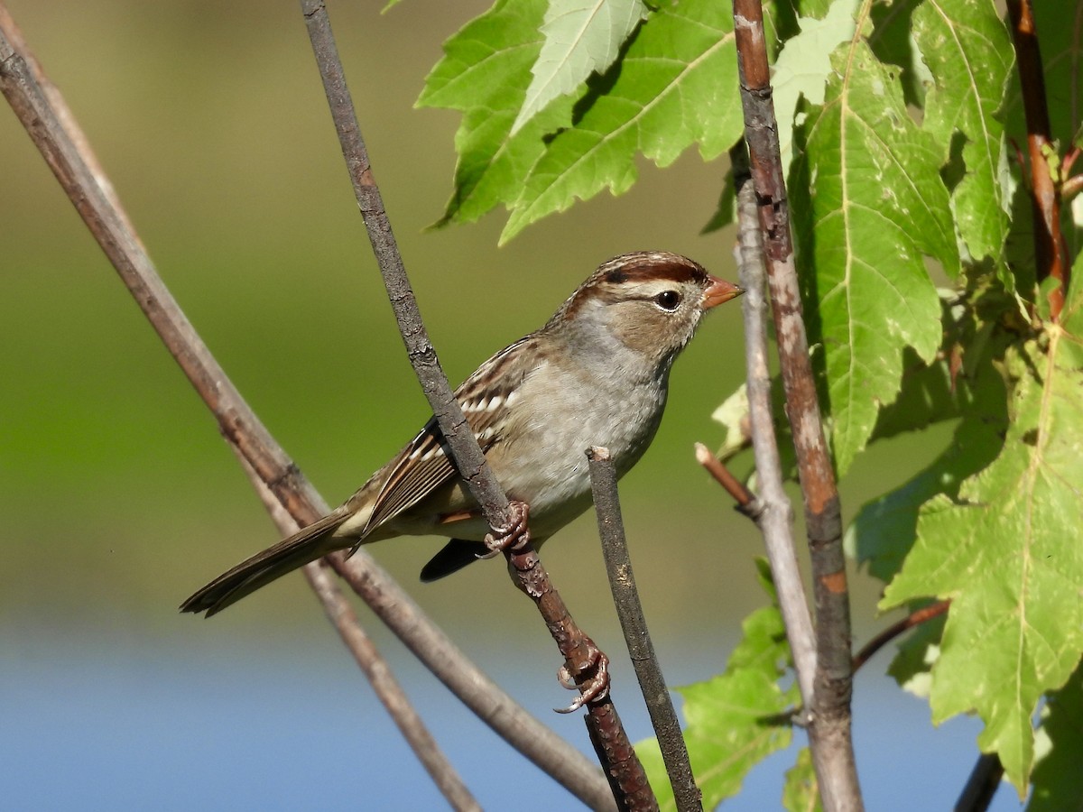 White-crowned Sparrow - ML642658668