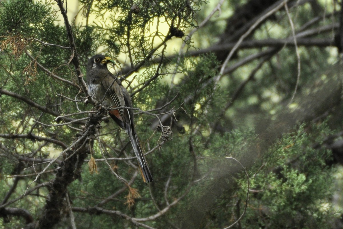 Elegant Trogon (Coppery-tailed) - ML642658671