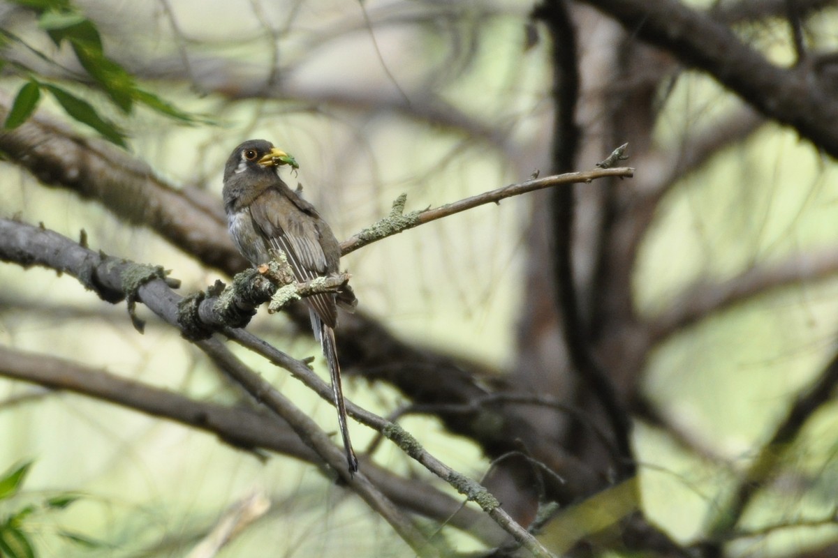 Elegant Trogon (Coppery-tailed) - ML642658672