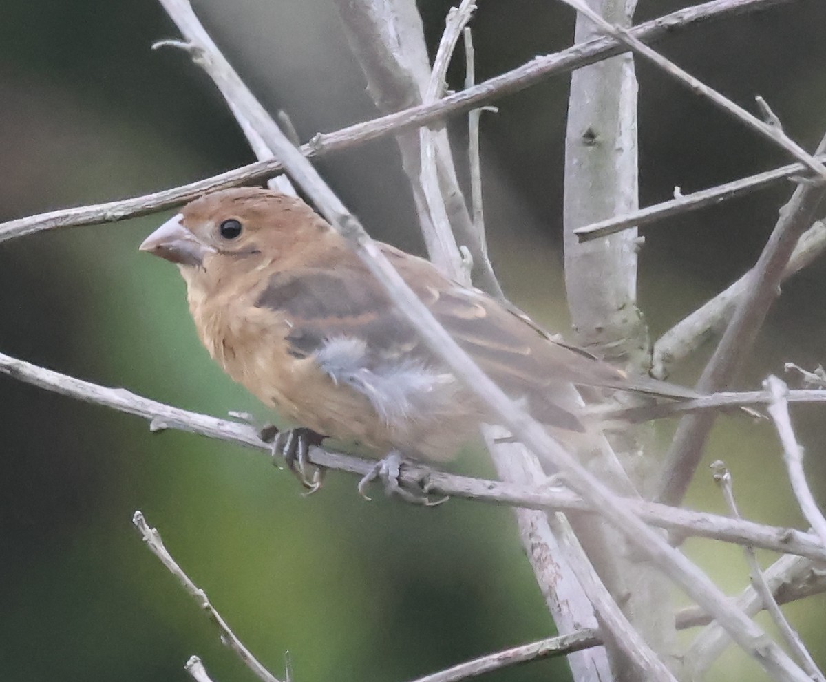 Blue Grosbeak - ML642658693