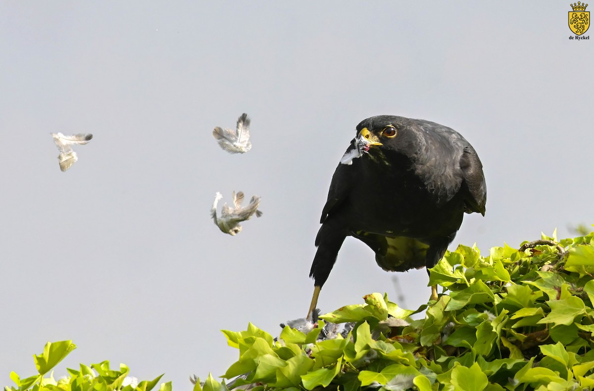 Kara Atmaca - ML642658724