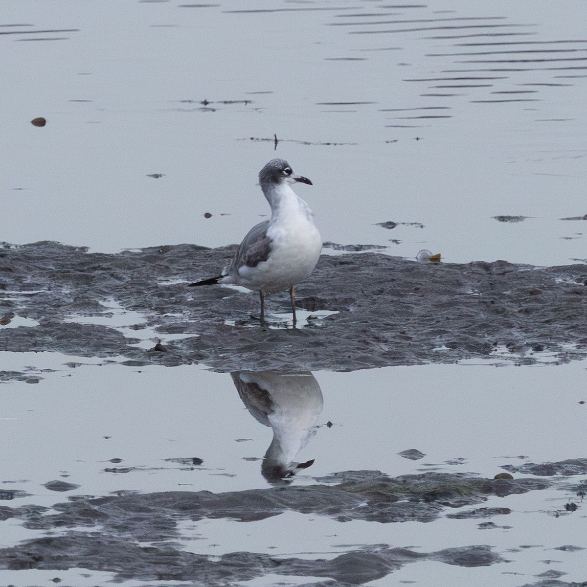 Mouette de Franklin - ML642658738