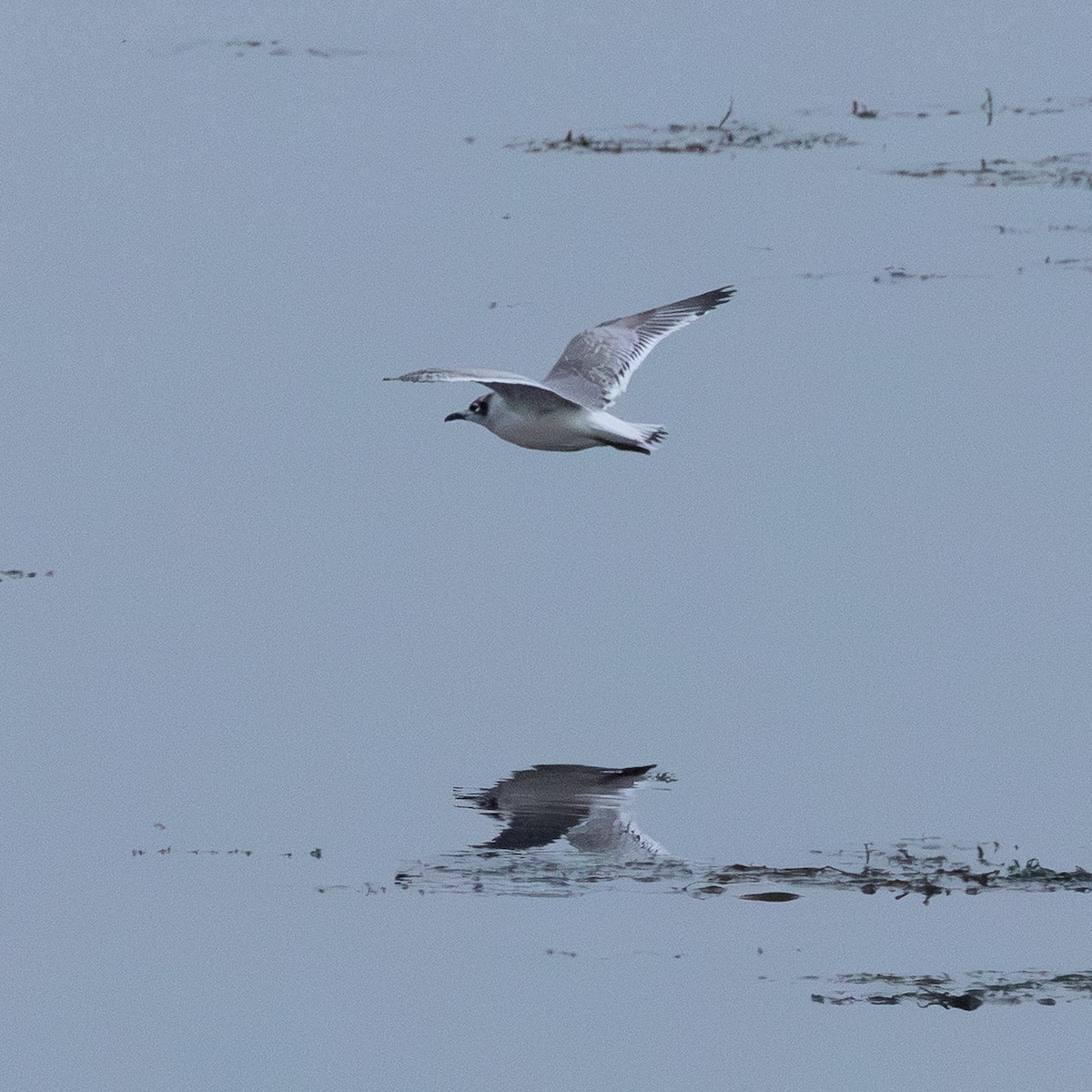Mouette de Franklin - ML642658739