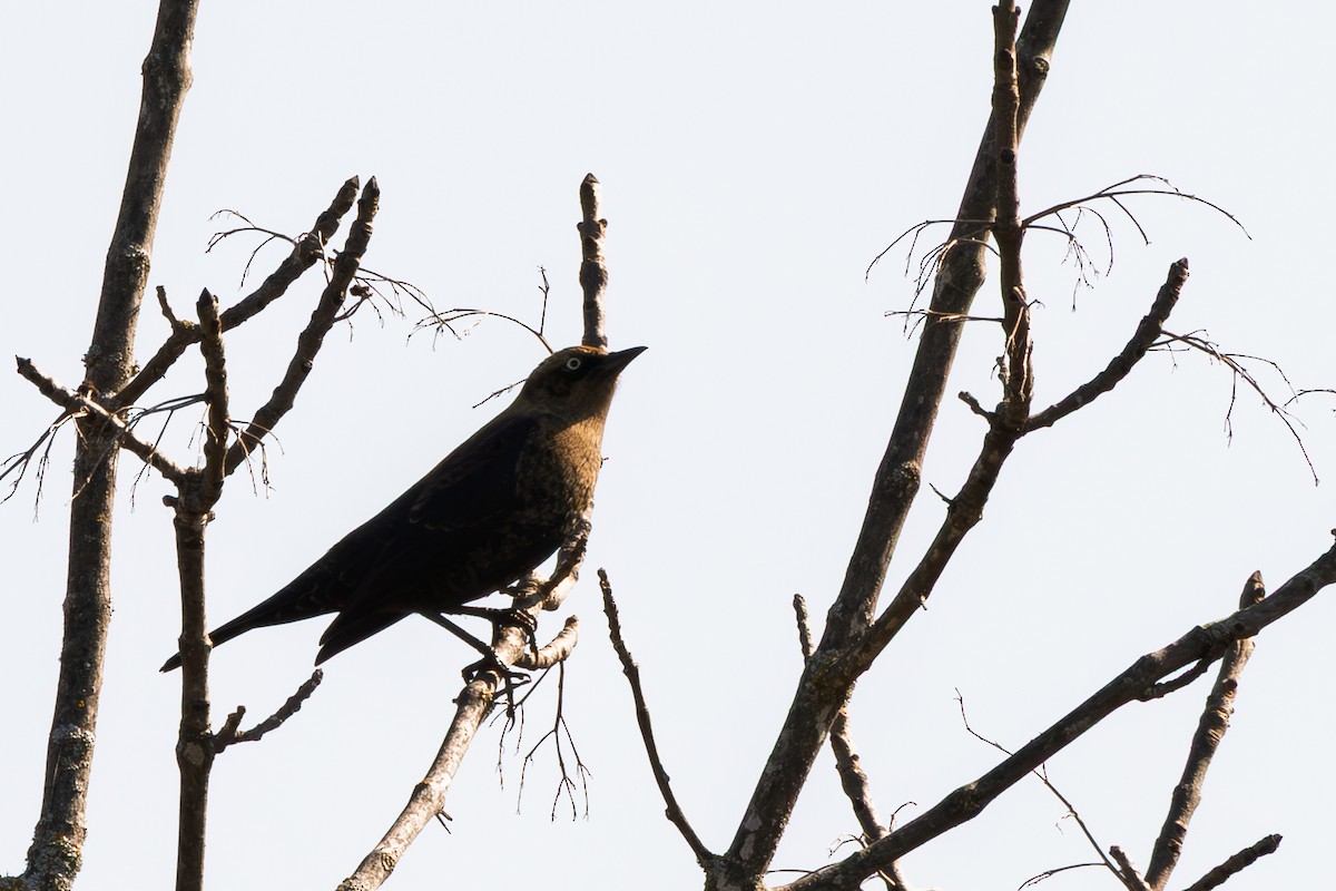 Rusty Blackbird - ML642658744