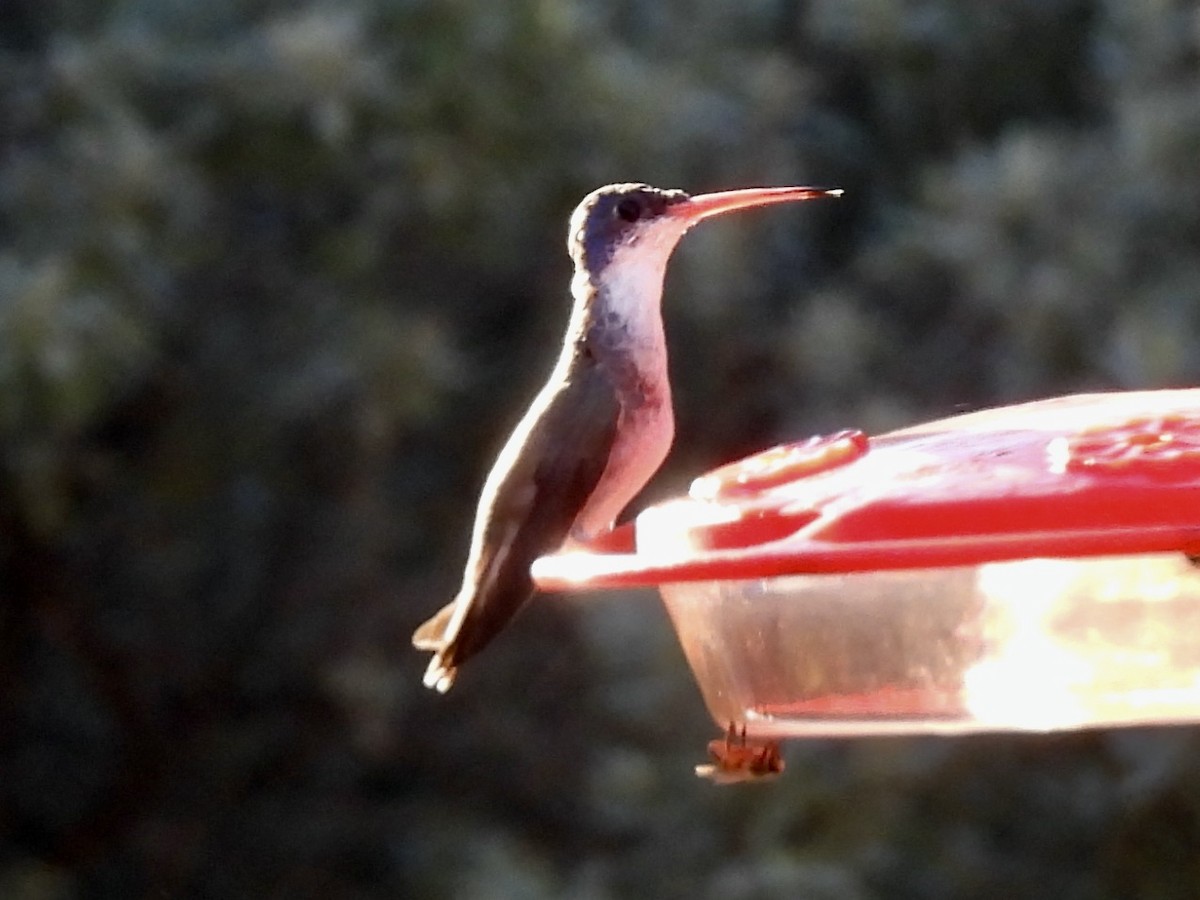 Violet-crowned Hummingbird - ML642658745